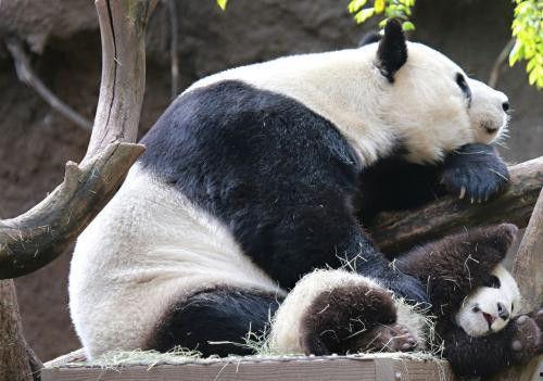 娱乐吃瓜酱熊猫生气,娱乐吃瓜酱揭秘背后真相